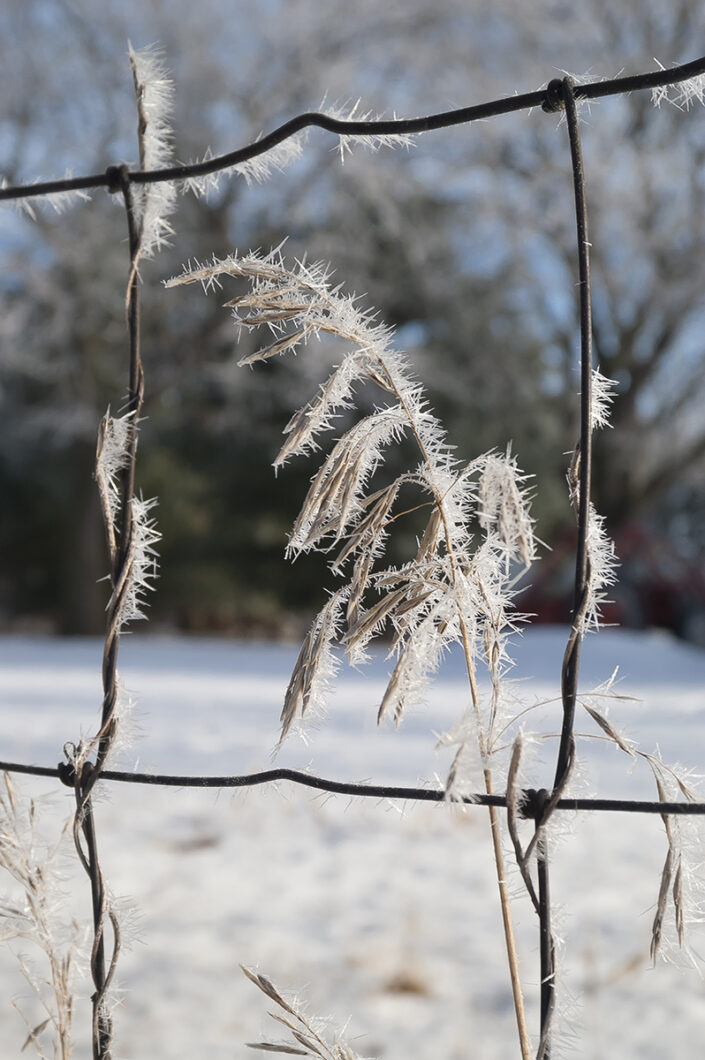 Framed Frosty Grass, Winter photos, frost, winter frost, frosty grass, winter, cold
