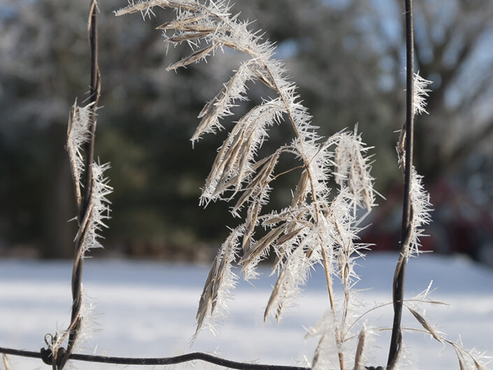 Framed Frosty Grass, Winter photos, frost, winter frost, frosty grass, winter, cold
