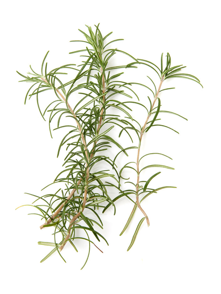 rosemary, herbs, spices, food industry