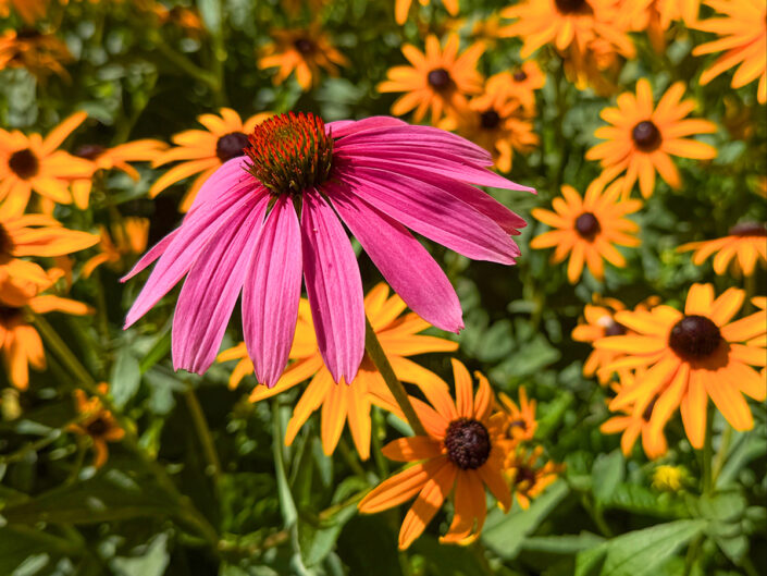 Purple Cone Flower_Yellow Blk Eyed Susan