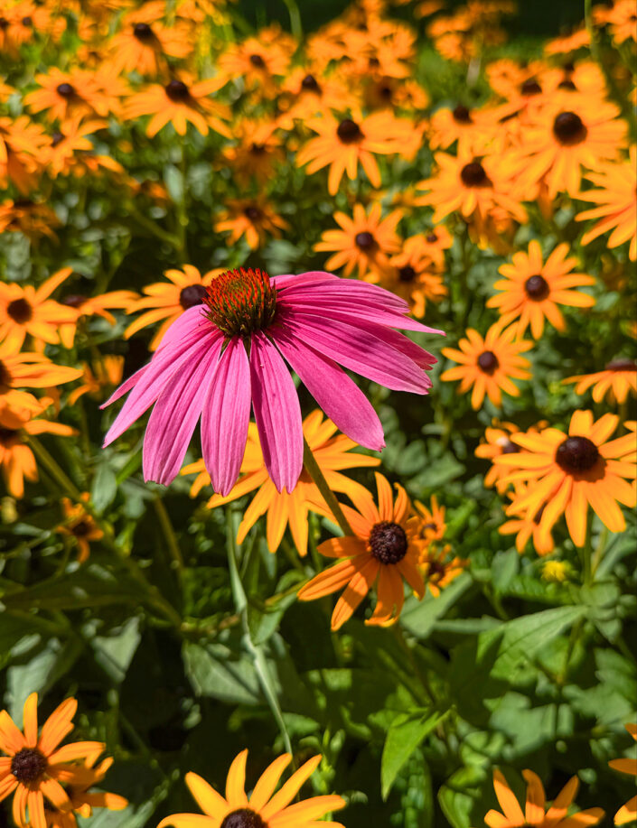 Purple Cone Flower_Yellow Blk Eyed Susan
