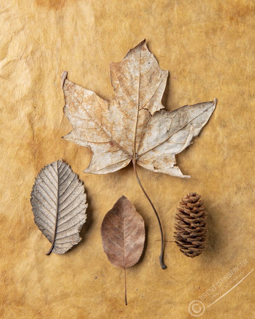 Fall Leaves Studio Photography On Colored Backgrounds