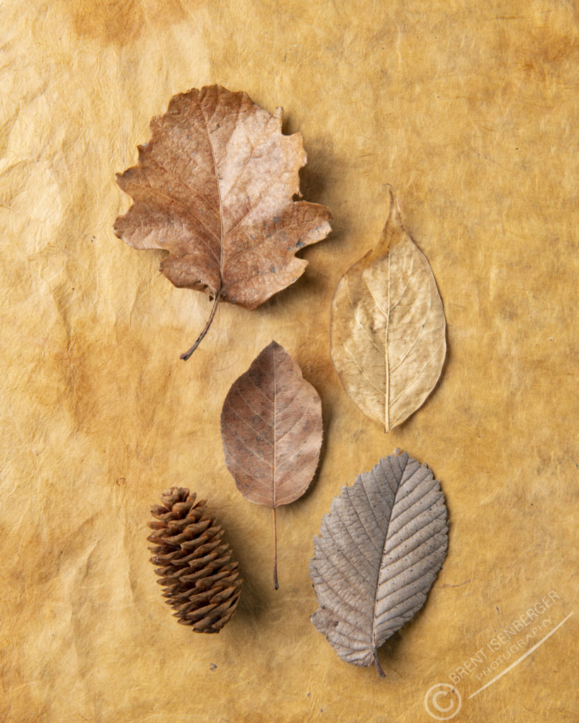 Fall Leaves Studio Photography On Colored Backgrounds