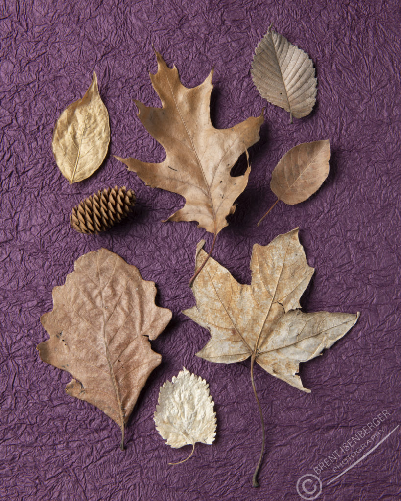 Fall Leaves Studio Photography On Colored Backgrounds