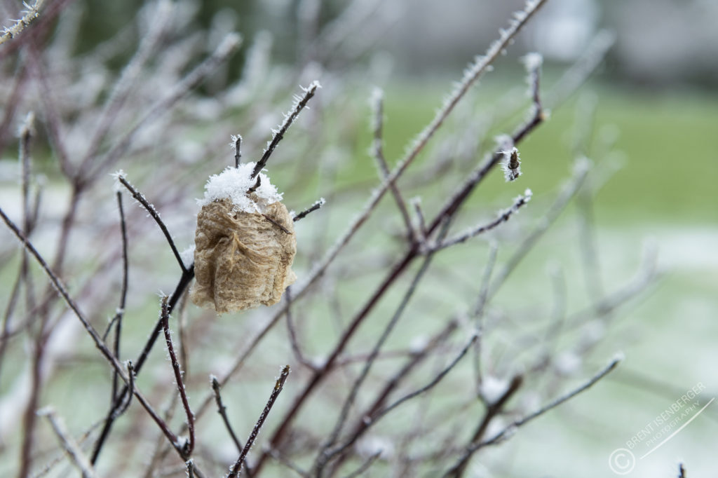 Last season's snow covered cocoon