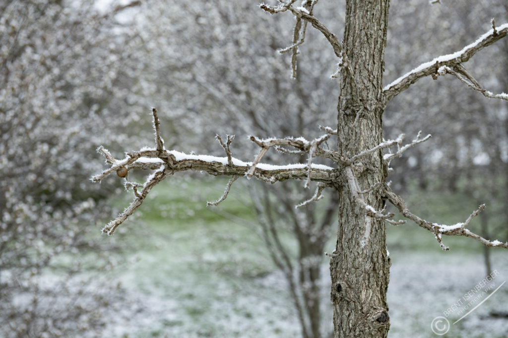 Snow covered Burr Oak Branch