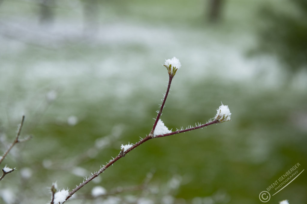 Snow covered buds