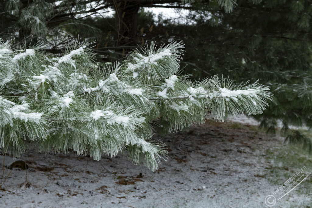 White Pine snow covered branch