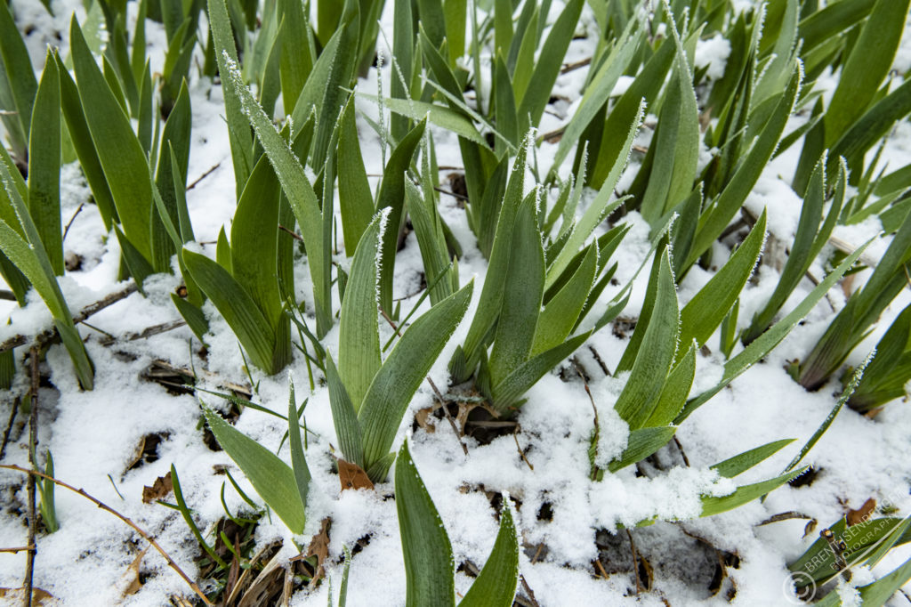 Frosty Iris