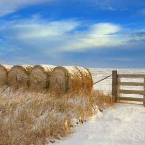 Winter Scene Hay Bales